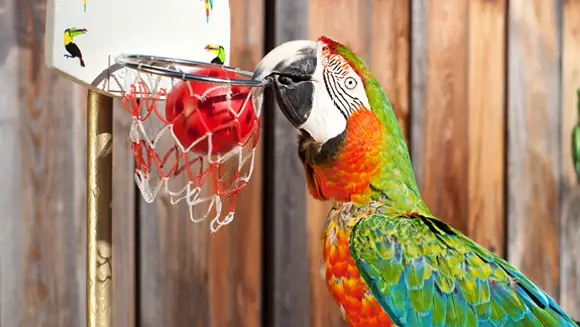 A lovely photo of Zac the Macaw through a toy basket ball into a hoop